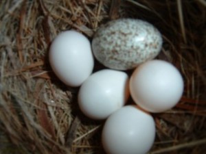 A Brown-headed cowbird egg in an Eastern Phoebe nest.  Cowbird don't produce egg mimics.  