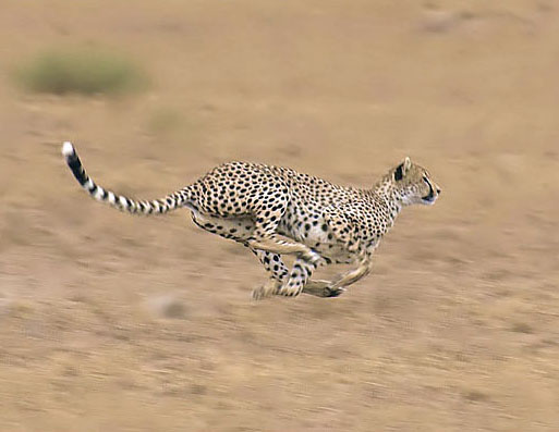 2009-cheetah-sprint